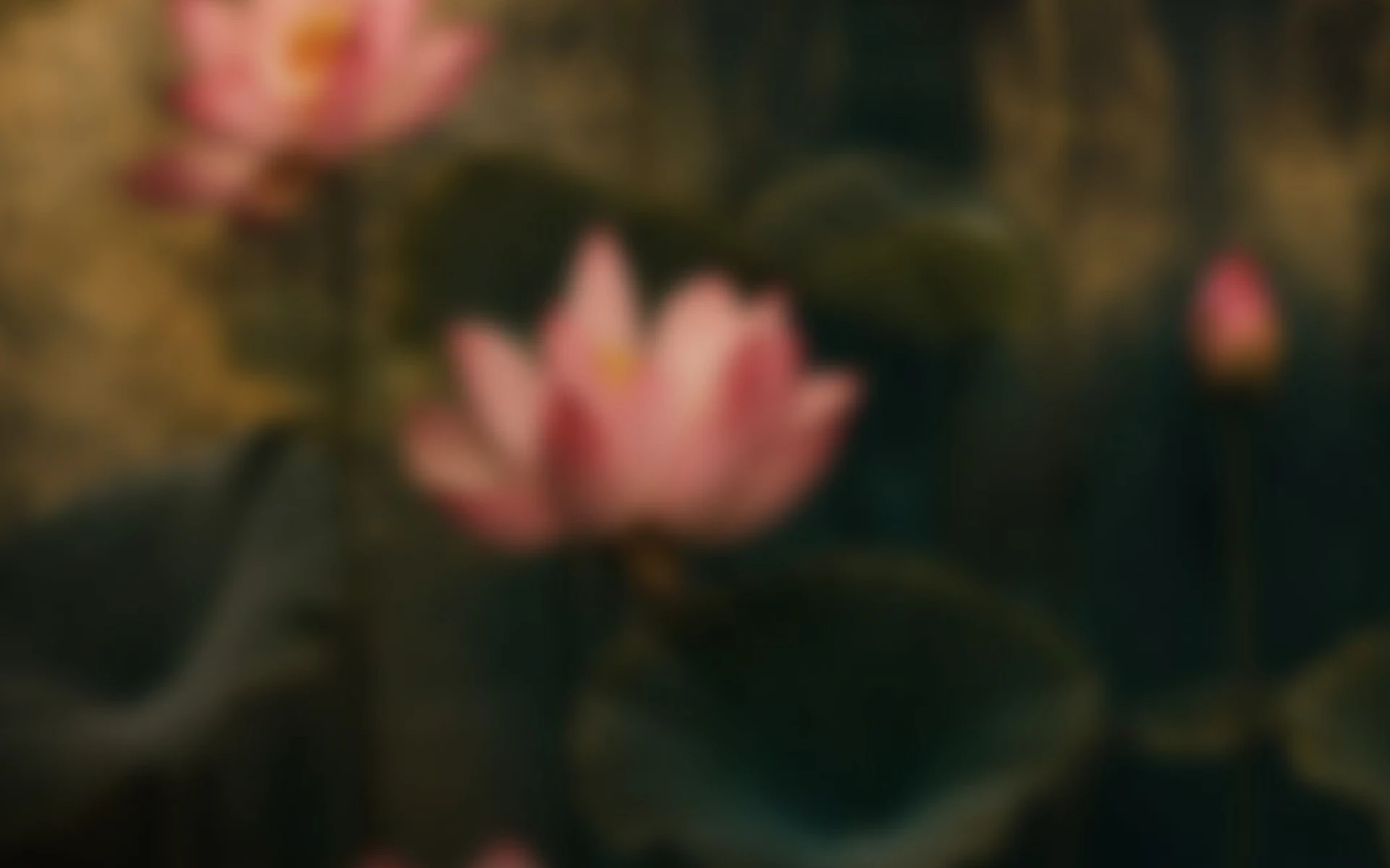Lotus Story background